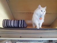 VW Cats