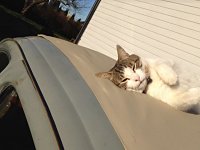 VW Cats