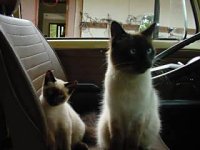 VW Cats
