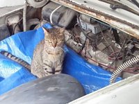 VW Cats