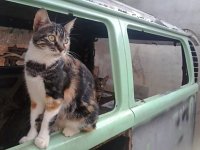 VW Cats