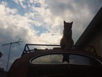 VW Cats