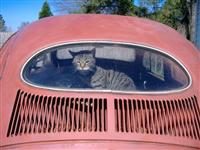VW Cats