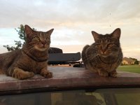VW Cats