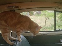 VW Cats