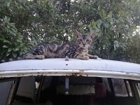 VW Cats