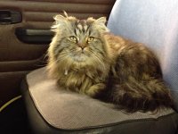 VW Cats