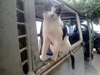 VW Cats
