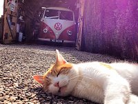 VW Cats