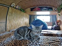 VW Cats