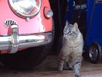 VW Cats