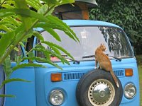 VW Cats