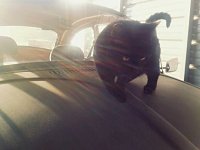 VW Cats
