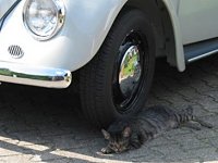 VW Cats