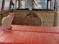 VW Cats