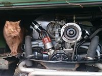 VW Cats