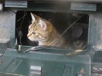 VW Cats