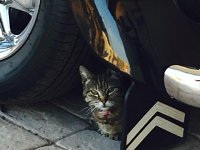 VW Cats