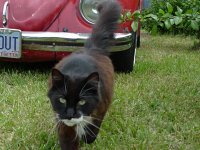 VW Cats