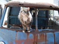 VW Cats