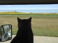 VW Cats