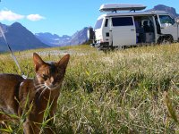 VW Cats