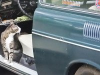 VW Cats