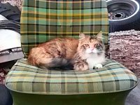VW Cats
