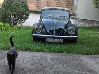 VW Cats