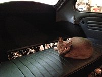 VW Cats