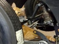 VW Cats