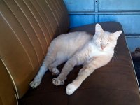 VW Cats
