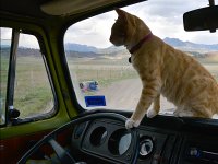 VW Cats