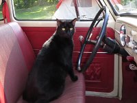 VW Cats