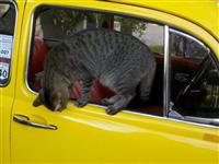 VW Cats