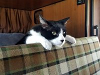VW Cats