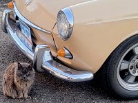 VW Cats