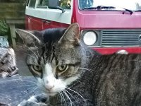VW Cats