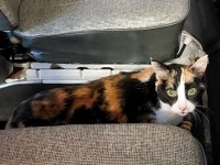 VW Cats