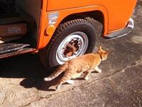VW Cats
