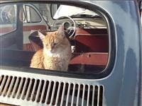 VW Cats