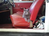 VW Cats