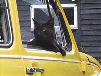 VW Cats