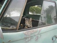 VW Cats