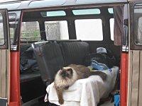 VW Cats
