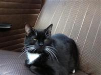 VW Cats