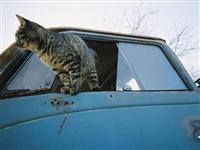 VW Cats