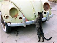 VW Cats