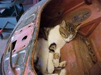 VW Cats