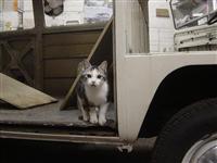 VW Cats